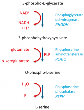 L-Serine Biosynthesis Pathway